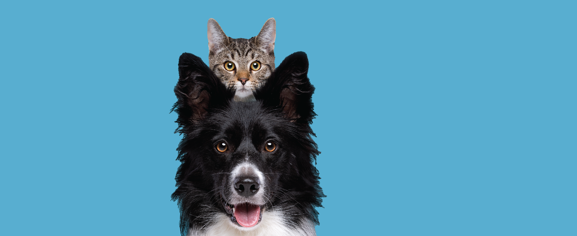 Cat and Dog Slider